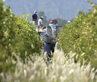 Camino del Vino